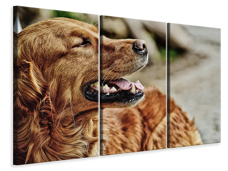 3-piece-canvas-print-watchful-irish-setter