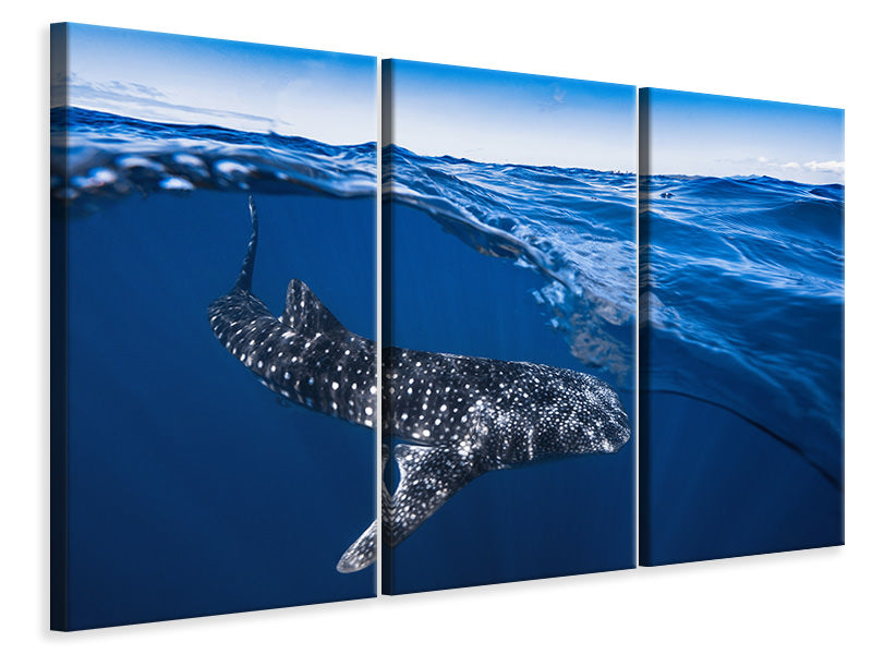 3-piece-canvas-print-whale-shark-on-split-level