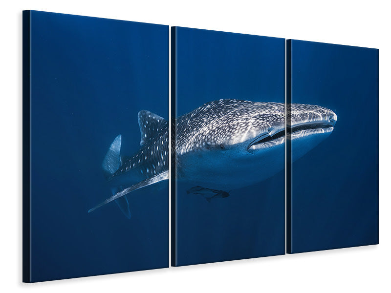 3-piece-canvas-print-whale-shark