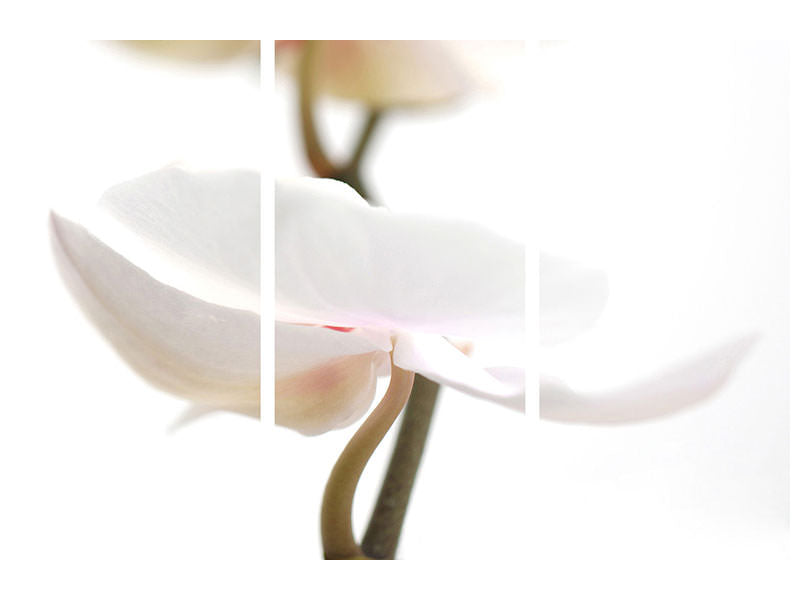 3-piece-canvas-print-xxl-orchid-flower