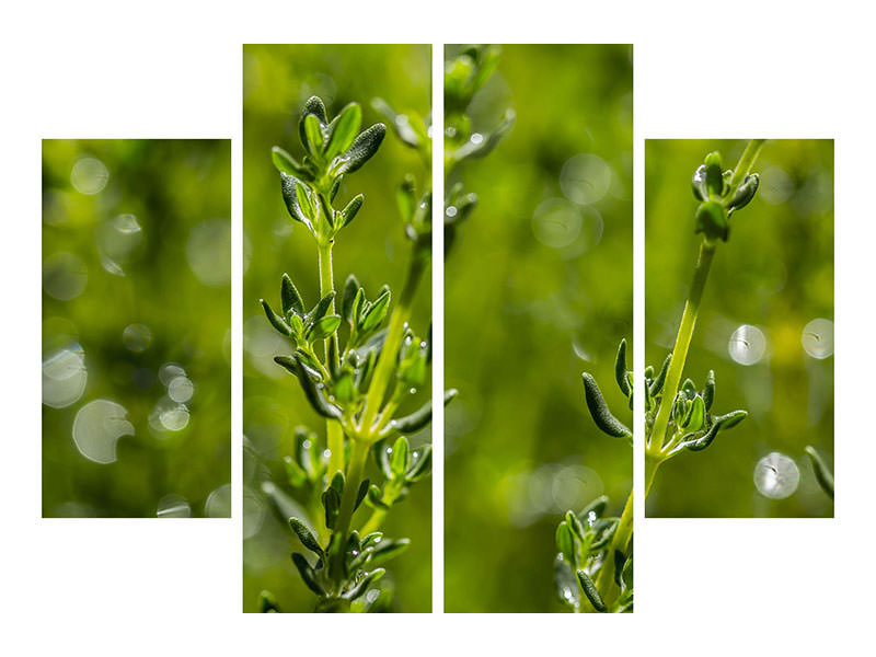 4-piece-canvas-print-fresh-thyme