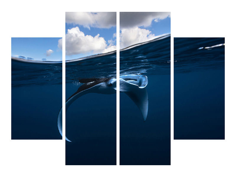 4-piece-canvas-print-little-manta-ray