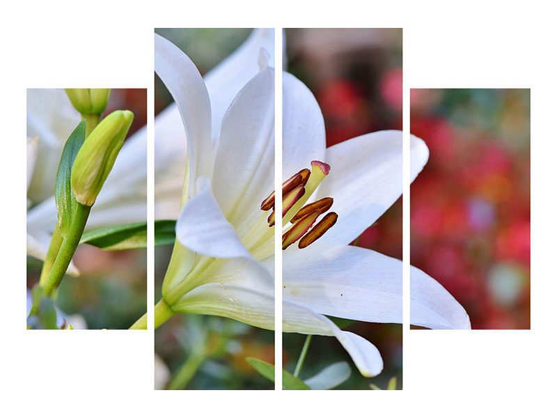 4-piece-canvas-print-magnificent-lily-in-white