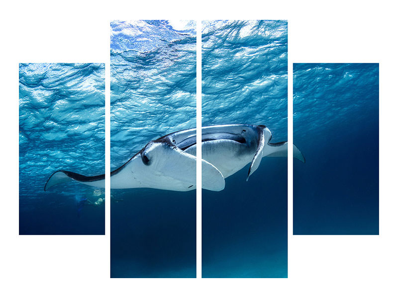 4-piece-canvas-print-manta-ray