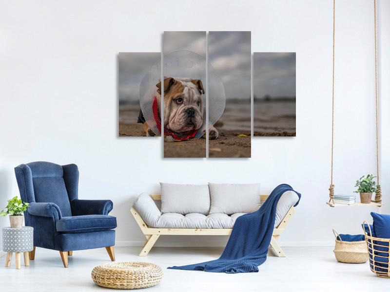 4-piece-canvas-print-the-vet-gave-me-this-collarand-i-am-not-happy-with-it