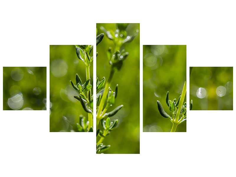 5-piece-canvas-print-fresh-thyme