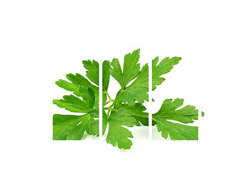 5-piece-canvas-print-leaves-of-parsley