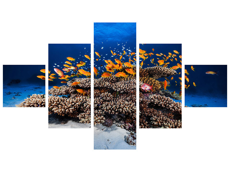 5-piece-canvas-print-marine-life