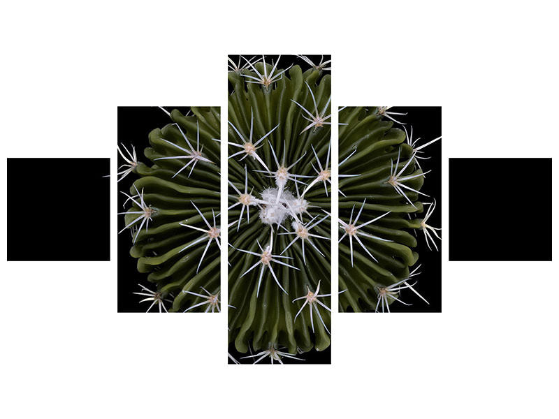 5-piece-canvas-print-stenocactus