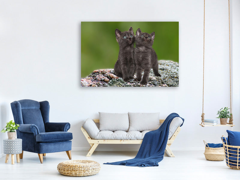 canvas-print-2-black-cats-babies