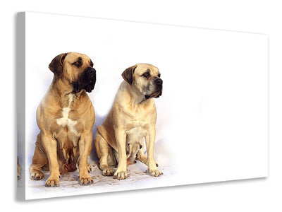 canvas-print-2-mastiffs