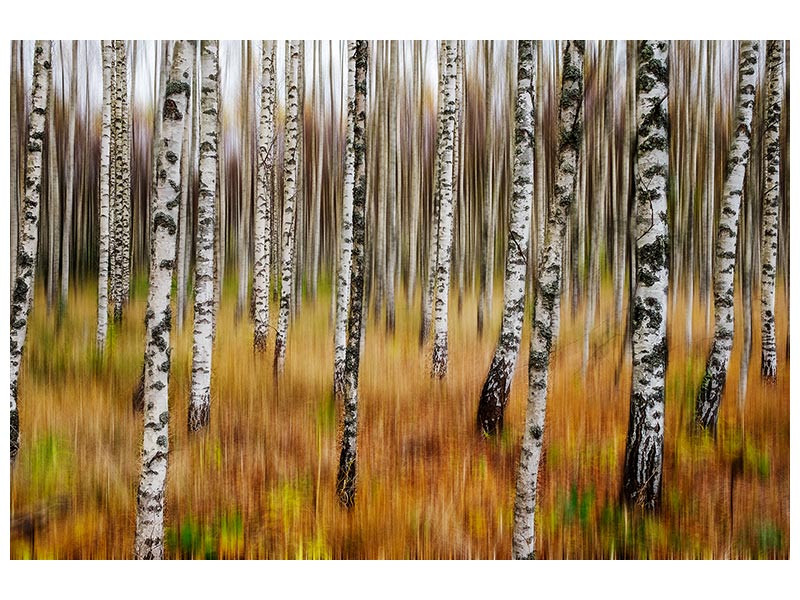 canvas-print-3d-birches-x