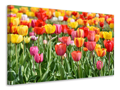 canvas-print-a-colorful-tulip-field