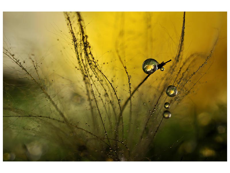 canvas-print-a-golden-morning-shower-x