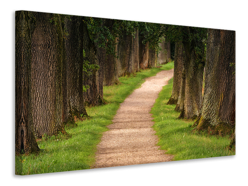 canvas-print-a-path-in-the-forest