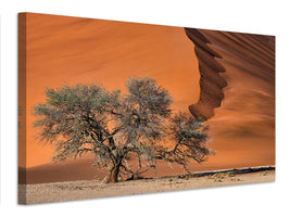 canvas-print-acacia-in-the-desert-x