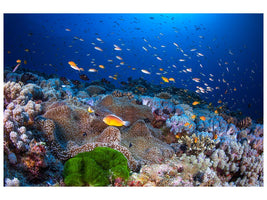 canvas-print-anemon-and-anthias-x