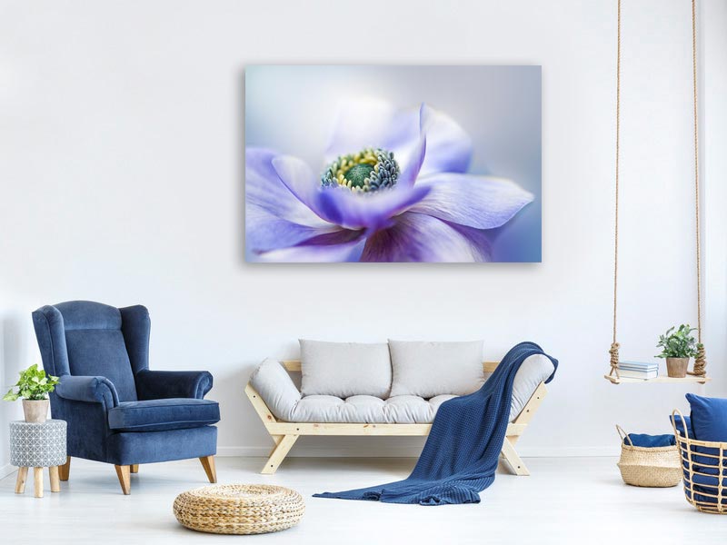 canvas-print-anemone-de-caen-x