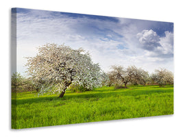 canvas-print-apple-tree-garden