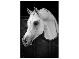 canvas-print-arabian-horse-x