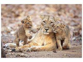 canvas-print-asiatic-lioness-x