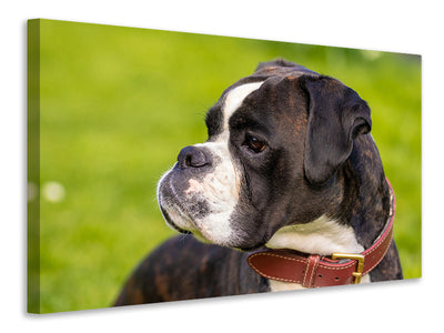 canvas-print-attentive-boxer