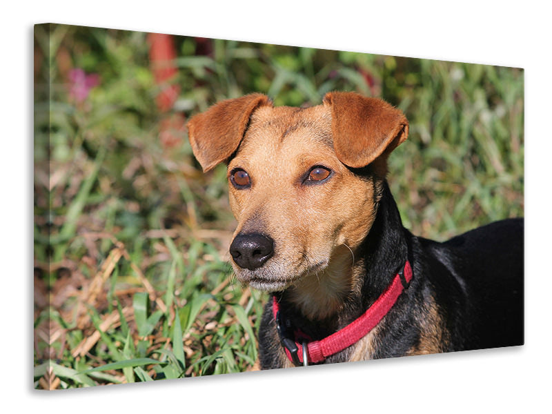 canvas-print-attentive-dog