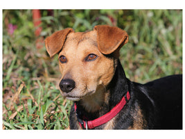 canvas-print-attentive-dog