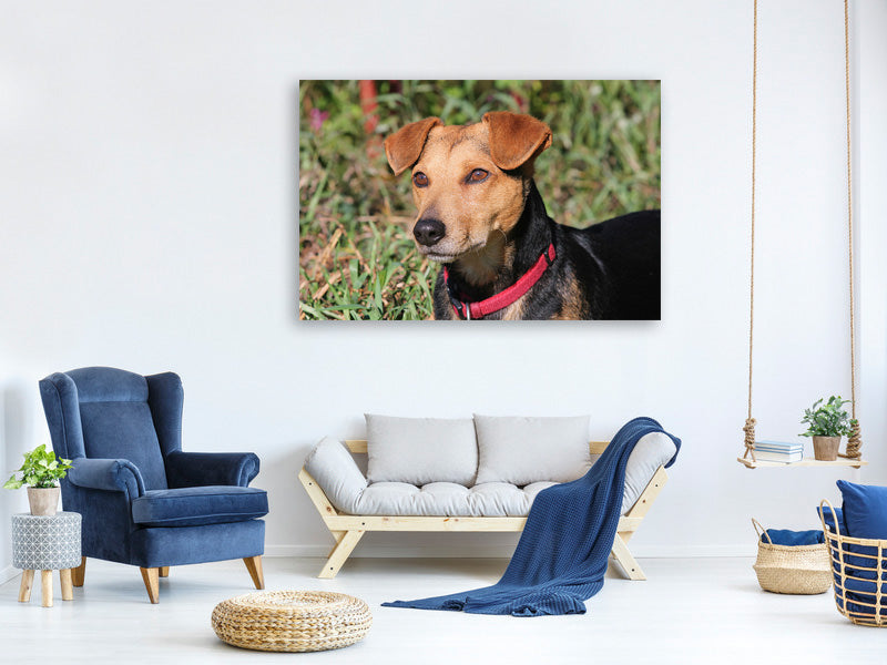 canvas-print-attentive-dog