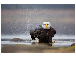 canvas-print-bald-eagle-x