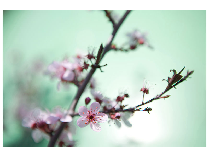 canvas-print-beautiful-japanese-cherry-blossom