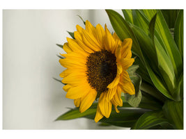 canvas-print-beautiful-sunflower