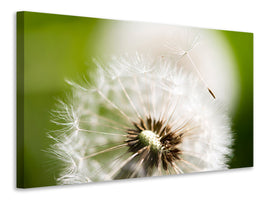 canvas-print-blowball-dandelion