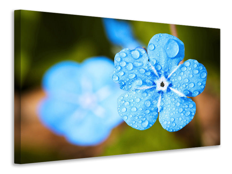 canvas-print-blue-flower-with-morning-dew