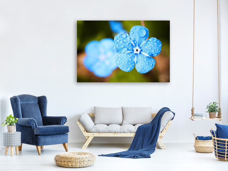 canvas-print-blue-flower-with-morning-dew