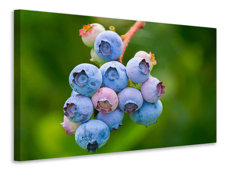 canvas-print-blueberries-in-nature