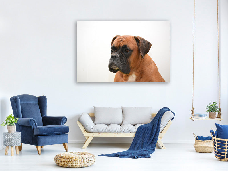 canvas-print-boxer-the-watchdog