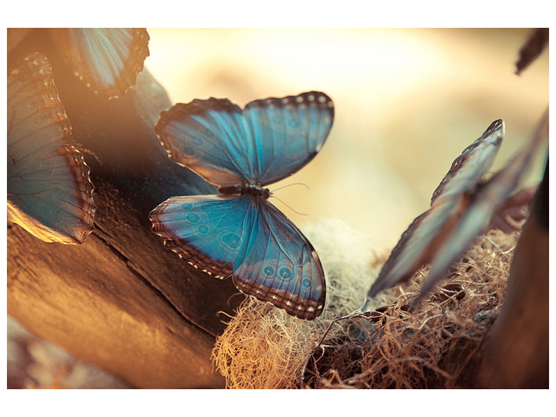 canvas-print-butterflies