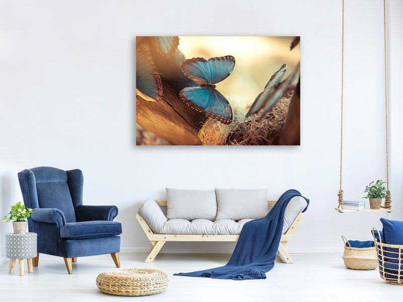 canvas-print-butterflies