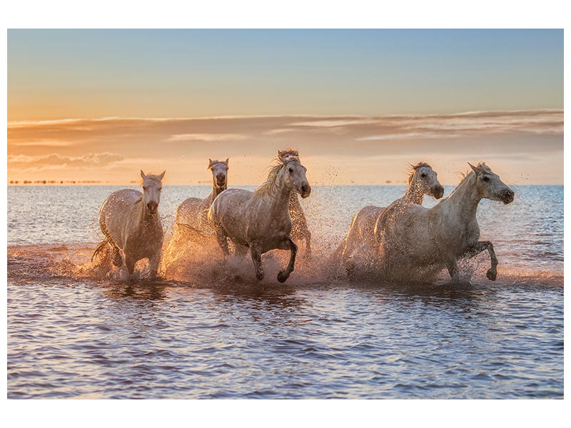 canvas-print-camargue-horses-ii-x