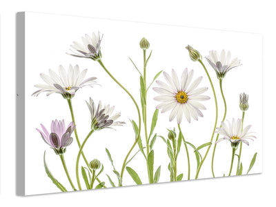 canvas-print-cape-daisies-xuv