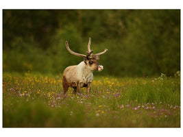 canvas-print-caribou-in-grass-land-x