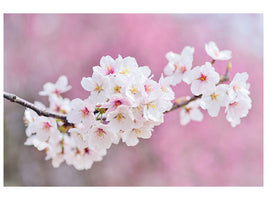 canvas-print-cherry-blossoms-xxl