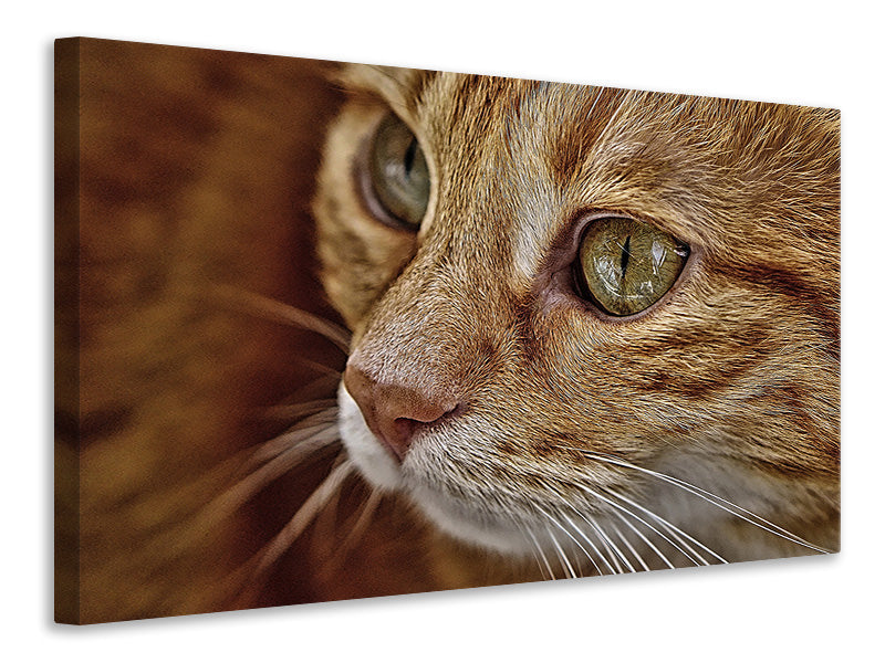 canvas-print-close-up-cat39s-head