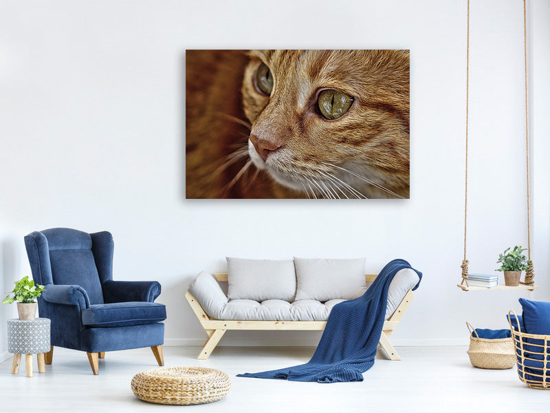 canvas-print-close-up-cat39s-head