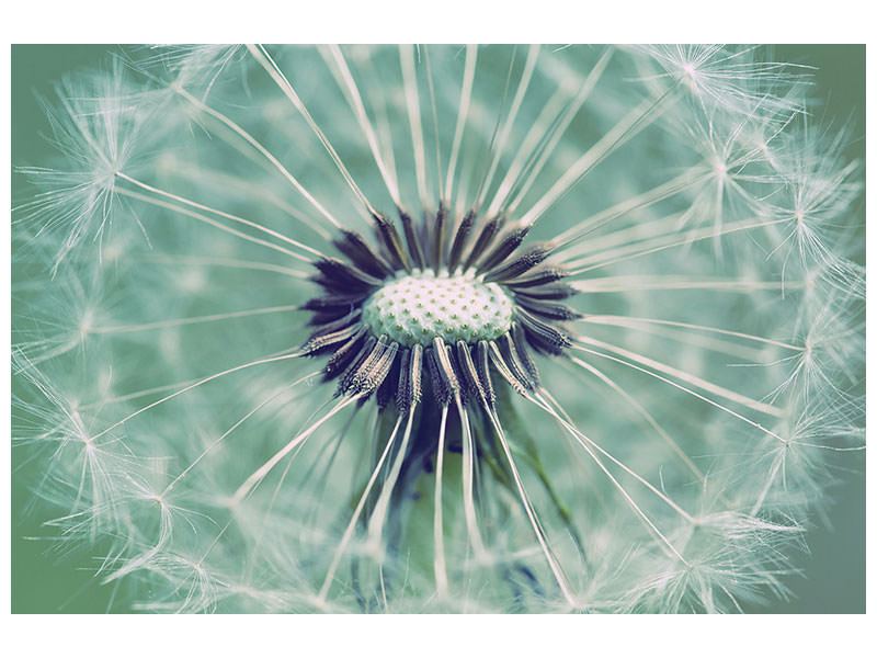 canvas-print-close-up-dandelion