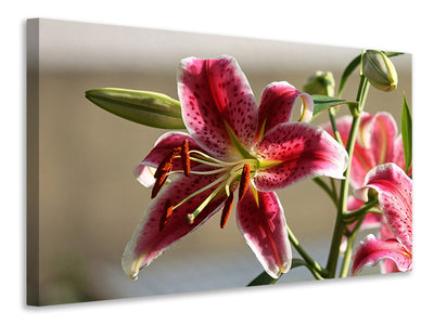 canvas-print-close-up-lily-in-red