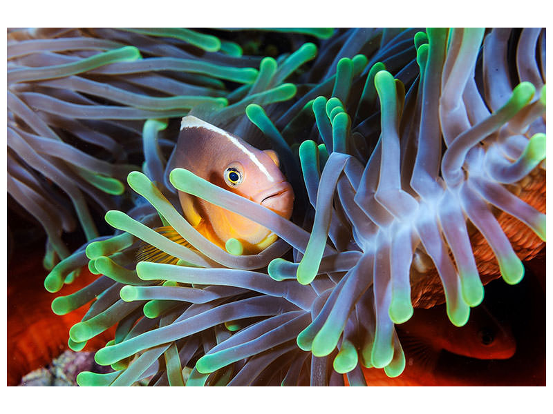 canvas-print-clownfish