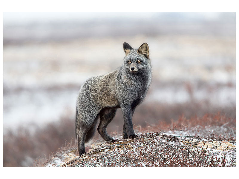 canvas-print-cross-fox