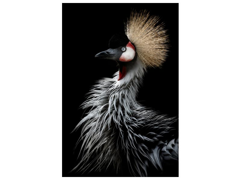 canvas-print-crowned-cranes-portrait-x